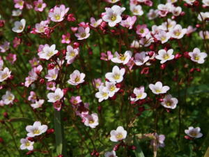 Камнеломка Арендса Pixie Pan Apple Blossom_1