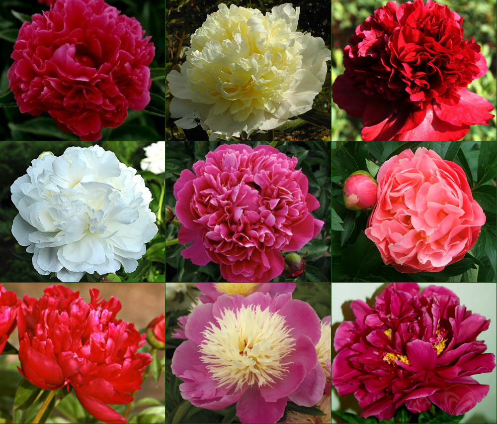 Пион в ассортименте