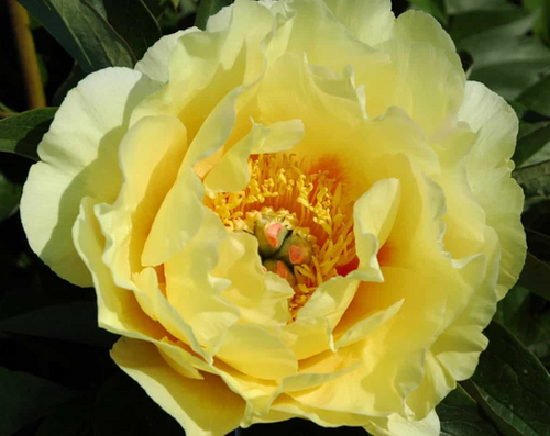 Пион молочноцветковый Лемон Шиффон (желт.полумахр.)