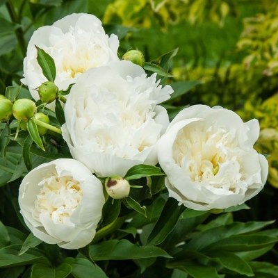 Пион молочноцветковый Дюшес де Немур(бел.с желт.оттенк.)