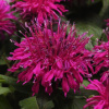 Monarda_BalmyPurpleBloom