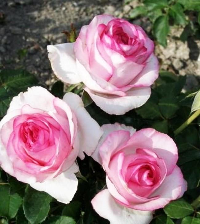 roza-chajno-gibridnaja-bella-vita