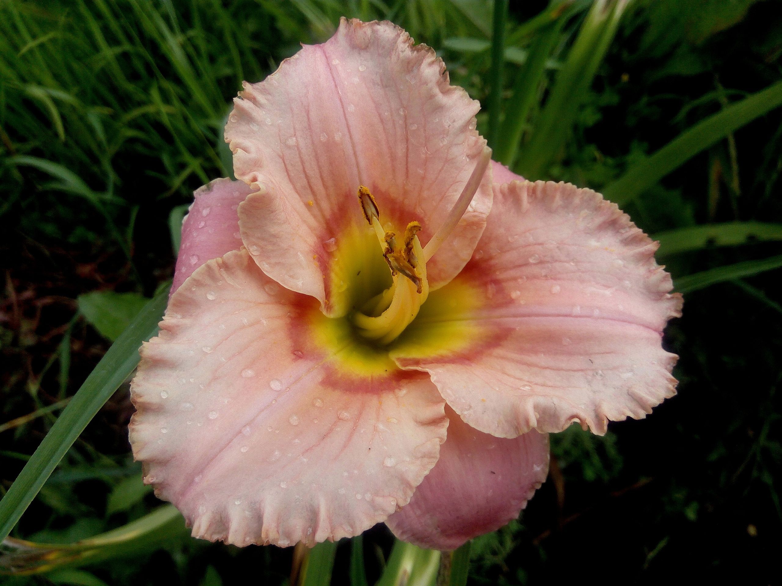 Лилейник гибридный Элегант Кэнди (абрикос.-розов.)