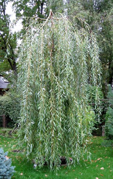 Ива Памяти Миндовского_1