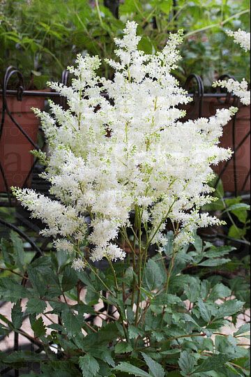 астари уайт