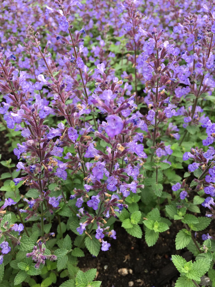 Котовник Фассена Парсиан Блю (син.)