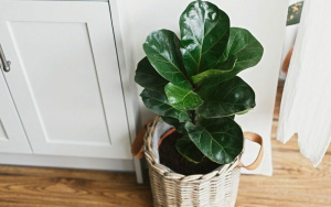 ficus-10-800x500.jpeg Лирата