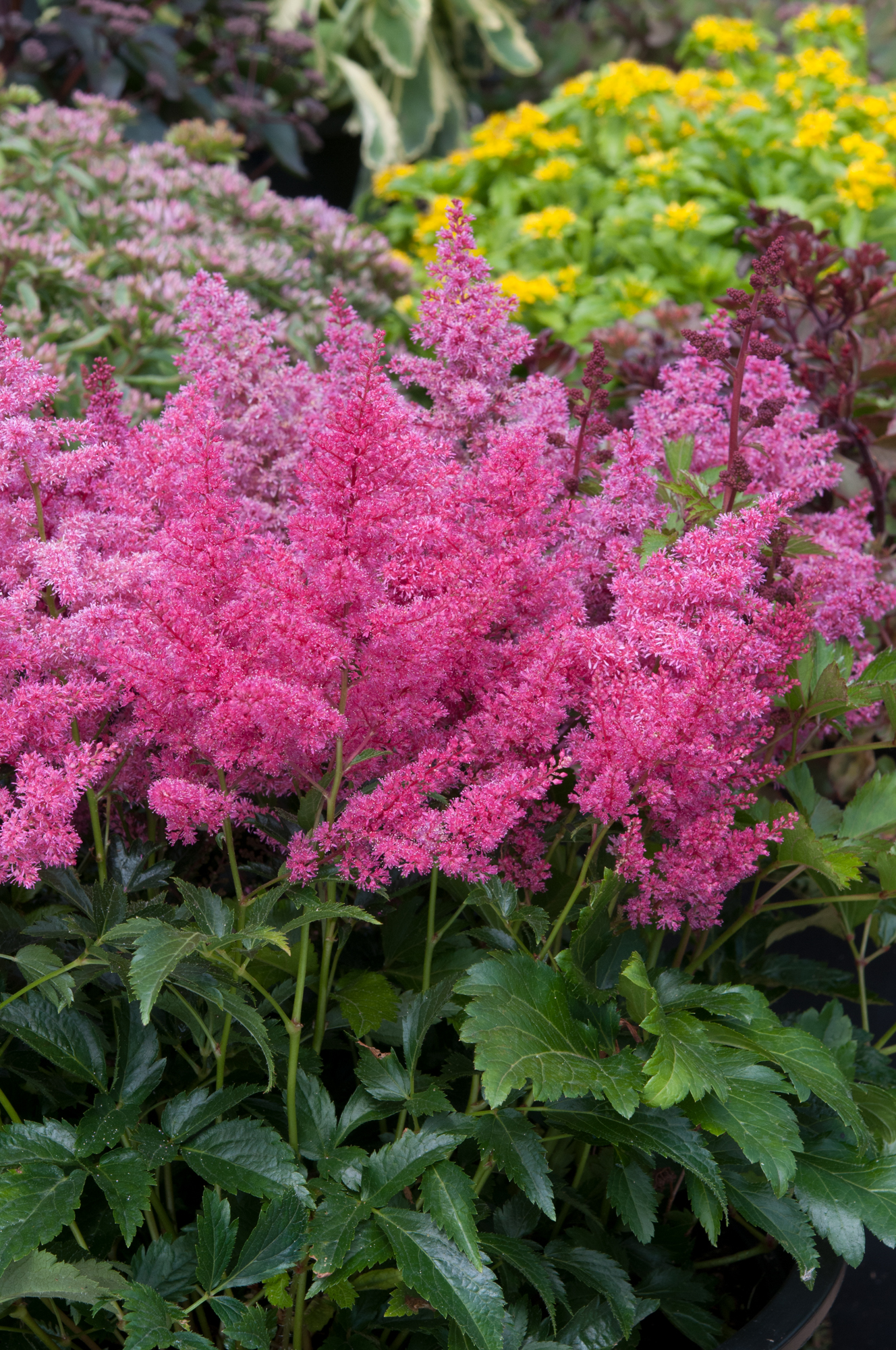 Astilbe-Astary-Rose