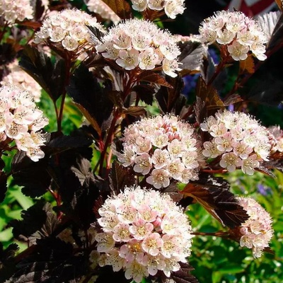 саммер вайн