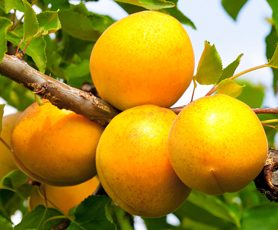 абрикос кичиг