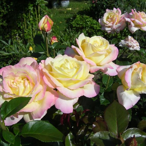 14_МАДАМ МЕЙЛАНД