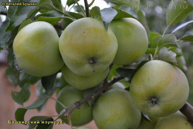 Башкирский изумруд_2016_6