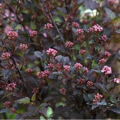 Литтл девил