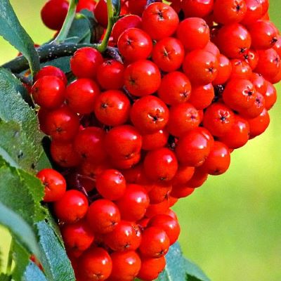 Рябина обыкновенная Вкусная