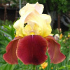 iris_borodatyj_brodvej_star