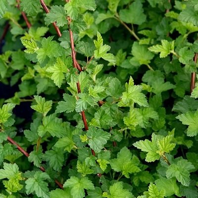 Тильден парк1