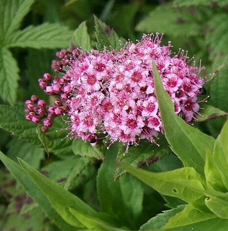 Спирея японская Джапаниз дварф_3