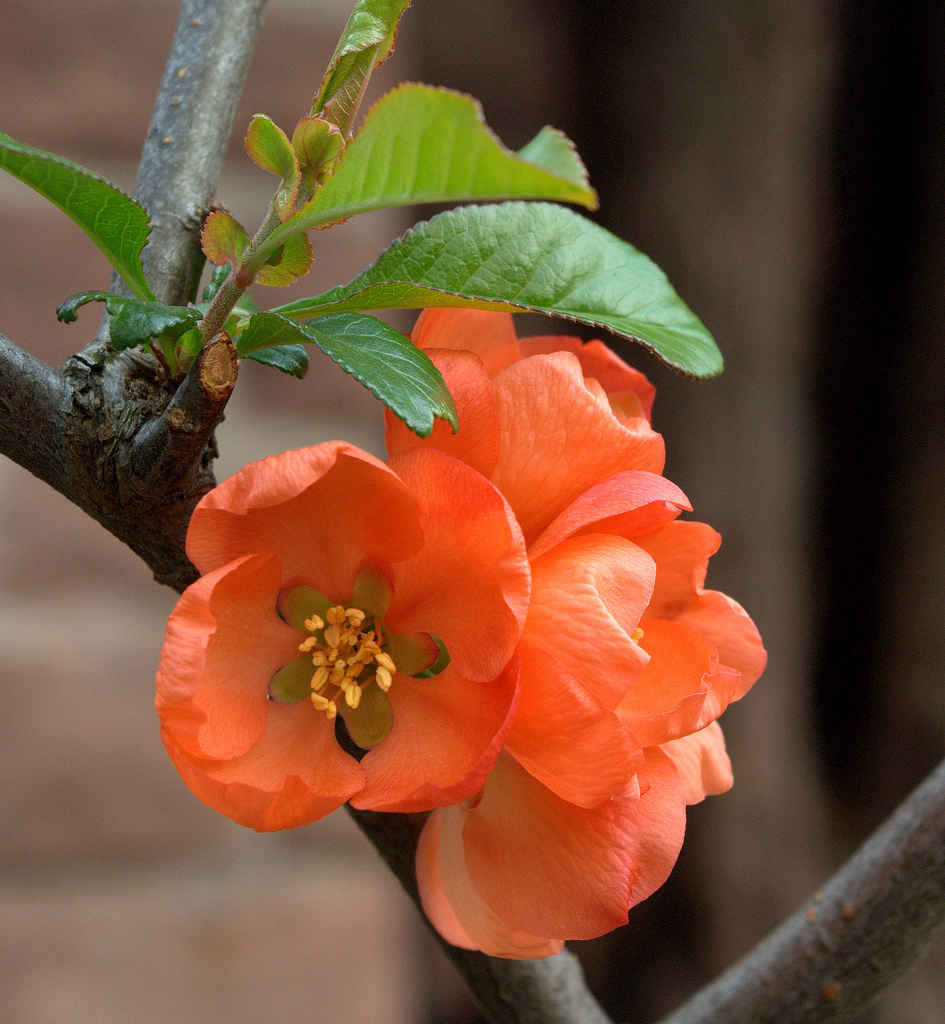 Айва японская_2