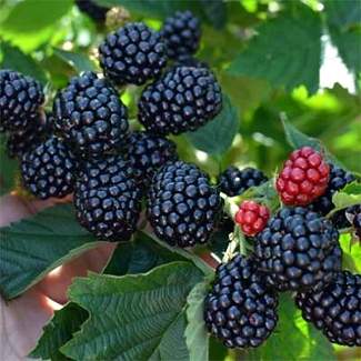 Ежевика Тройная корона