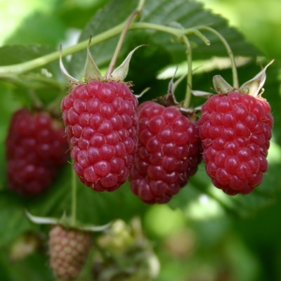 Малина Таганка (красн.рем.)