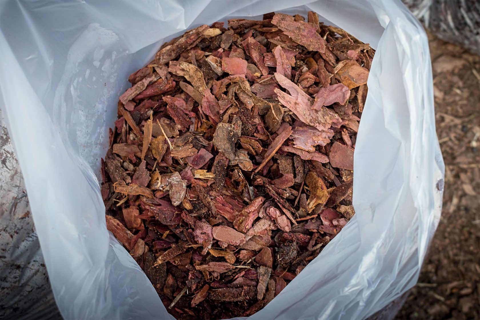 кора лиственница