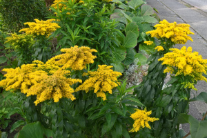 Солидаго-Ругоза-Золотарник-Solidago-Rugosa-24aug17-højbjerg-www.florapassionis.com_