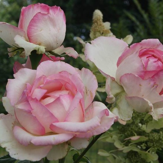 Роза чайно-гибрид. Оноре де Бальзак3