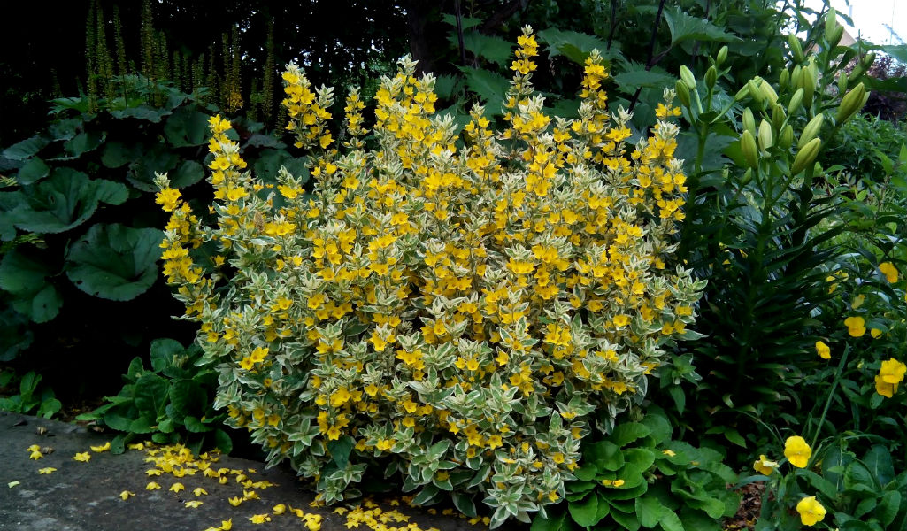 Вербейник точечный Варьегата_2