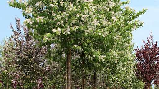 НоменклатураПрисоединенныеФайлы