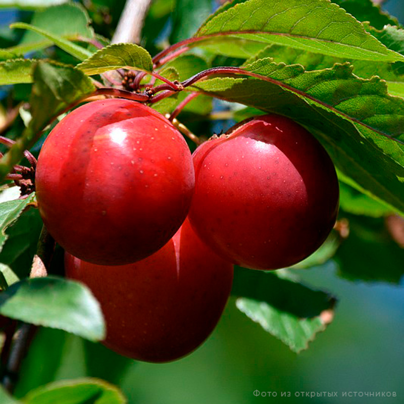 Слива_Тихоокеанская