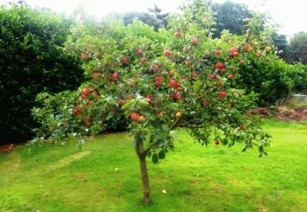 Яблоня Медуница2