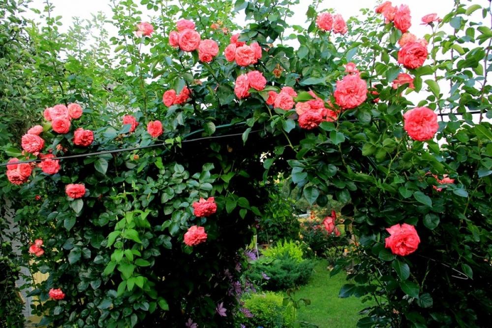 Роза плетистая Антик3