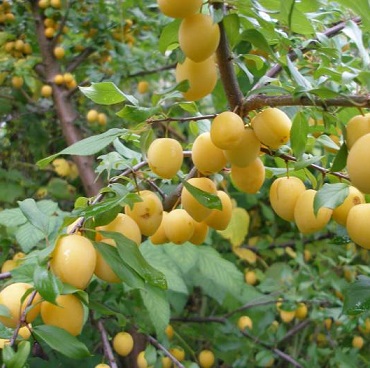 Алыча Подарок2