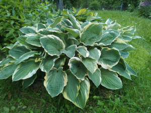 ЦБ-00000260