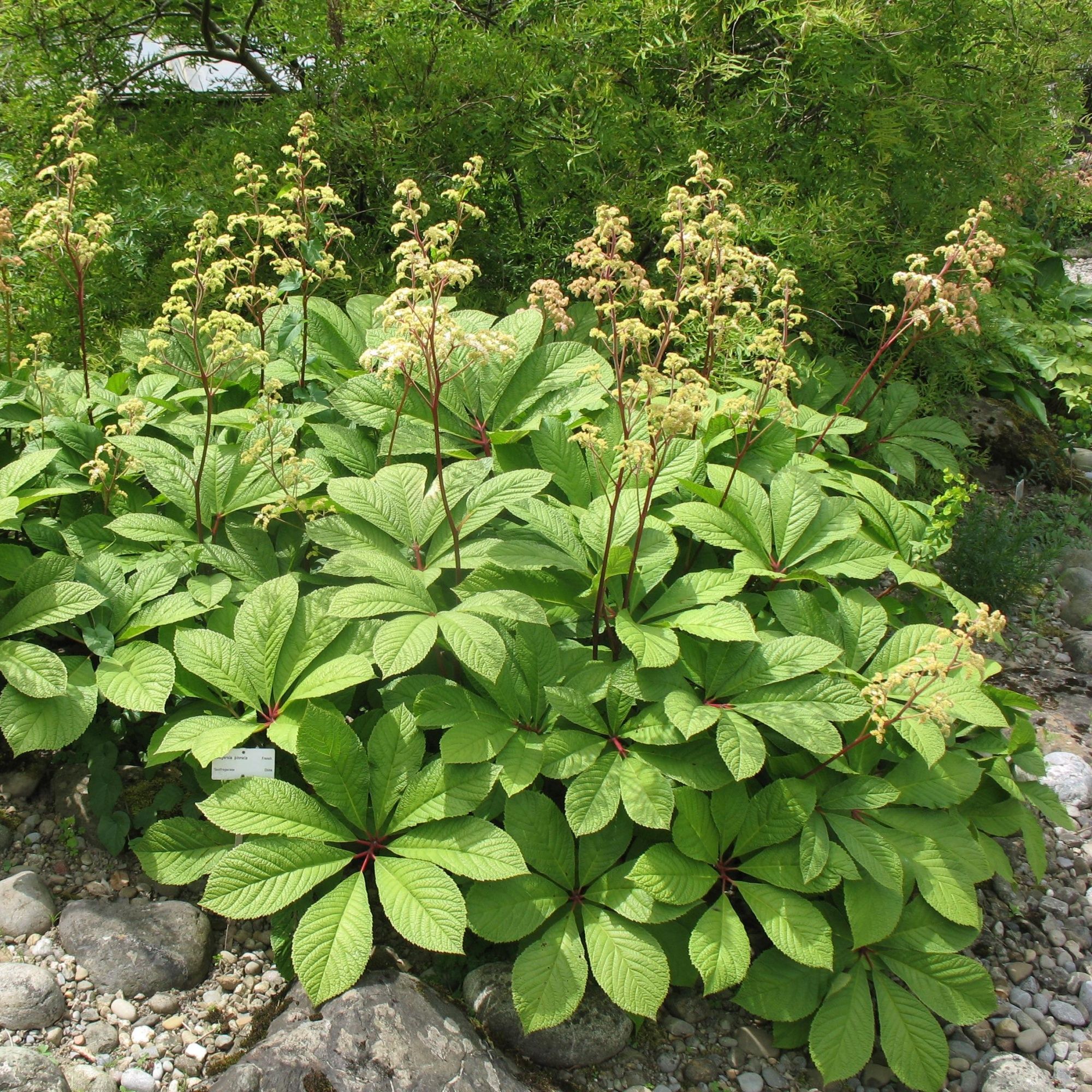 Роджерсия конскокаштанолистиая _1