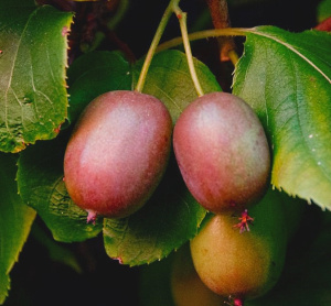 actinidia-arguta-geneva-berries-kiwi-plant