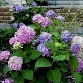 Гортензия крупноцветковая Эндлесс Саммер Ориджинал3
