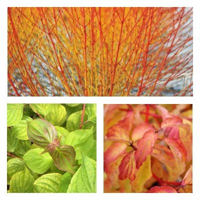 Дерен АннаВинтерОранж