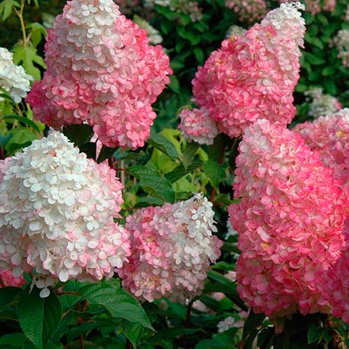 НоменклатураПрисоединенныеФайлы