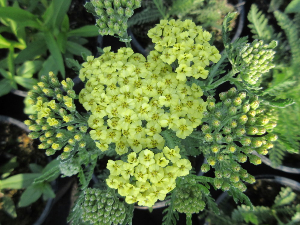 тысячелистник