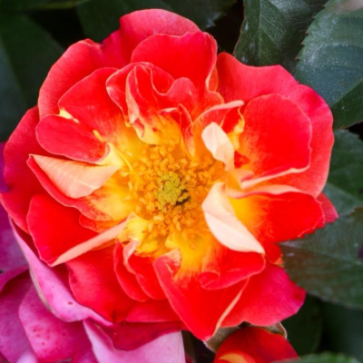 Роза флорибунда Эос (красно-желт.)