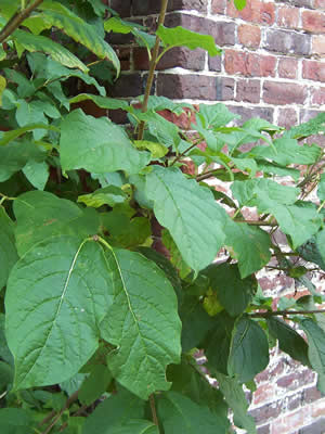 Сирень венгерская (белая)2