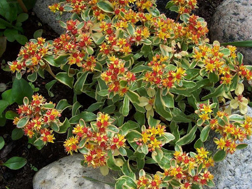 Очиток камчатский _3