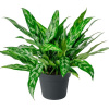 Aglaonema-Maria