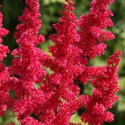 Астильба Арендса Гранат