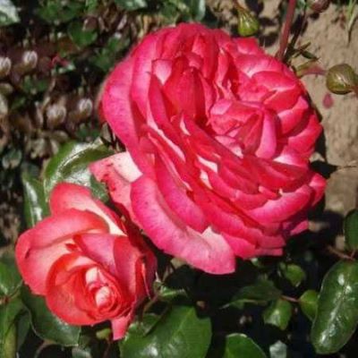 Роза плетистая Антик1