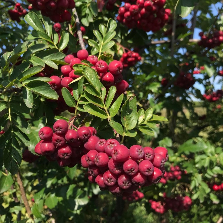 Рябина Титан_2