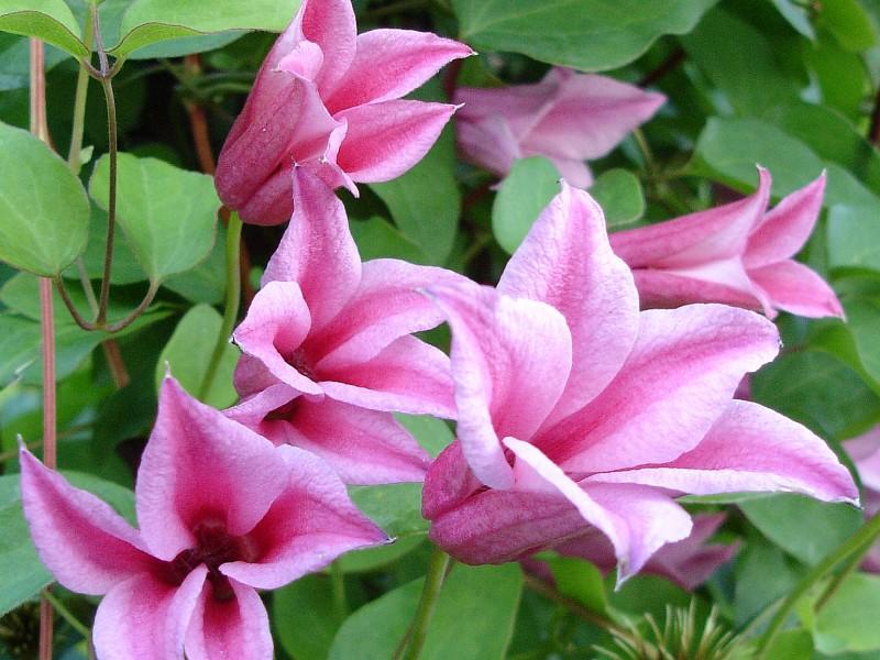 дачес оф албани