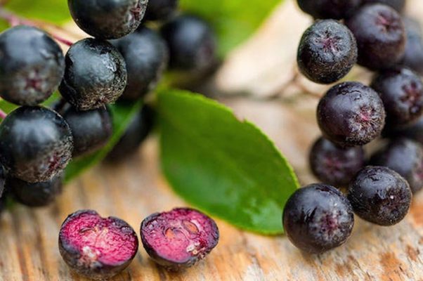 Рябина черноплодная_4