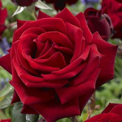 Роза мистер линкольн